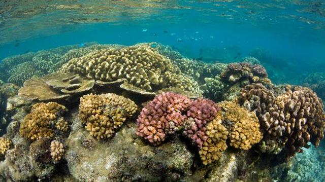 Corais na lagoaloterias caixa jogar on lineBikini