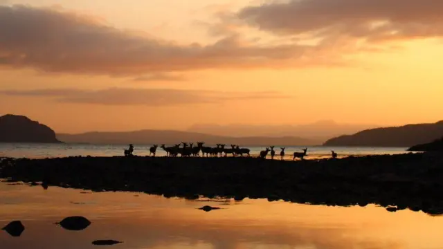 একদল হরিণ