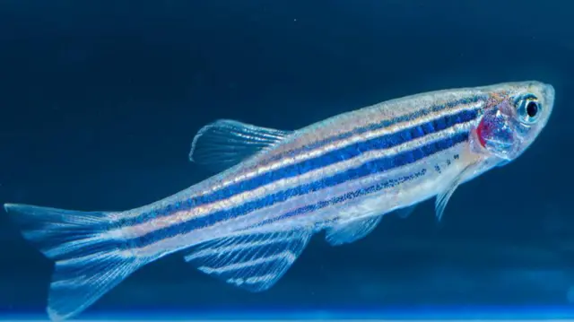 Zebrafish