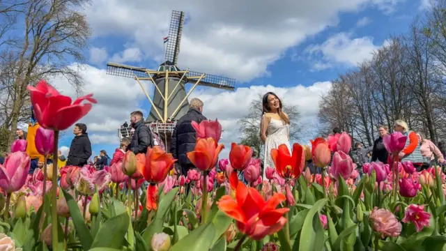 Bunga tulip, Keukenhof
