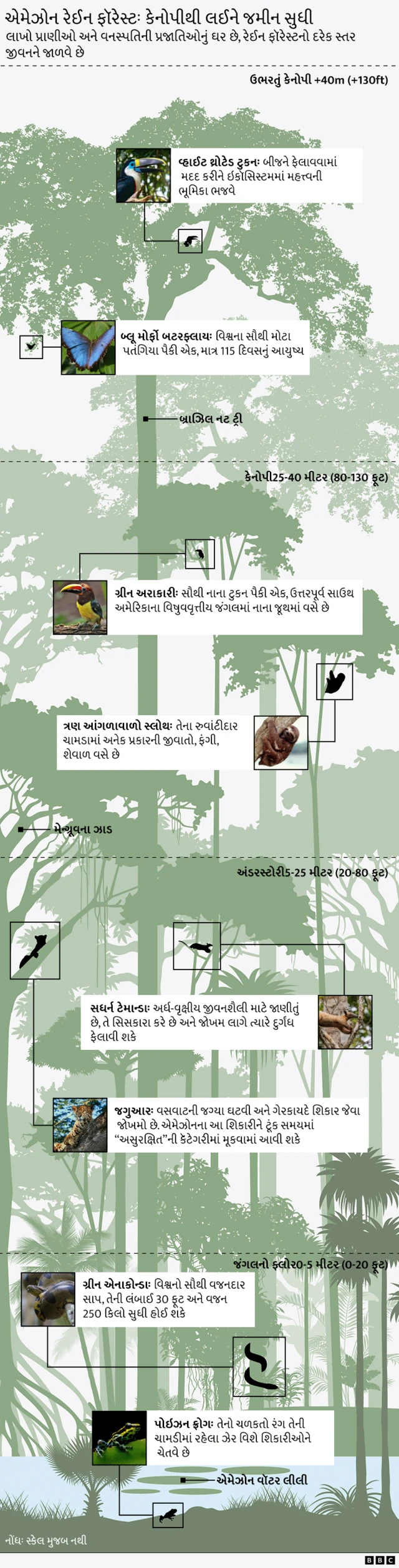 બીબીસી ગુજરાતી, ગુજરાત, બીબીસી, બ્રાઝીલ, એમેઝોન, જંગલ,