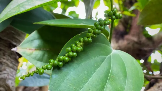 গোলমরিচ