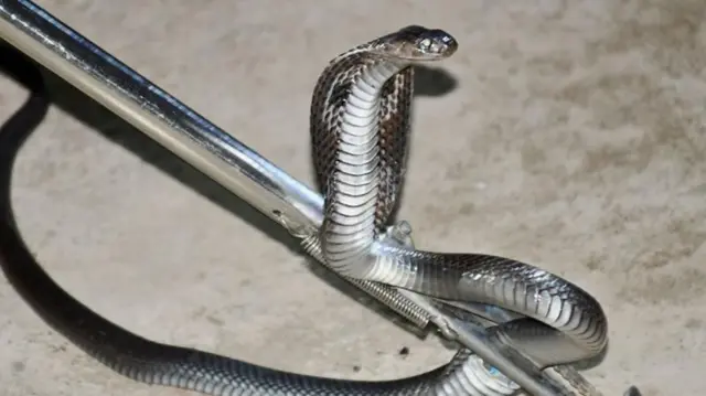 विषालु सर्प