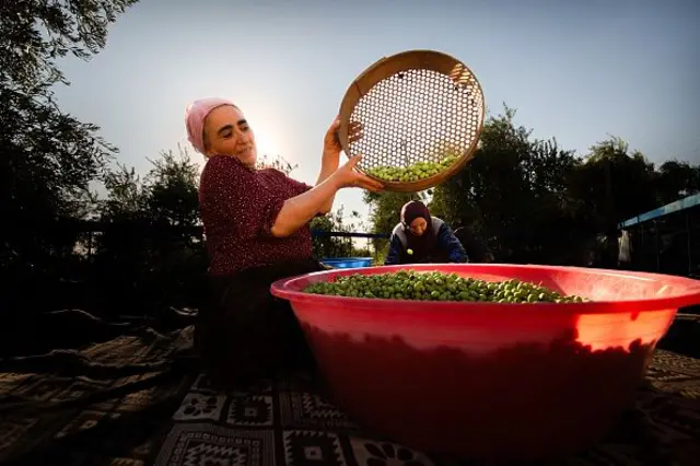 Zeytin toplayan kadınlar Mardin, 2024