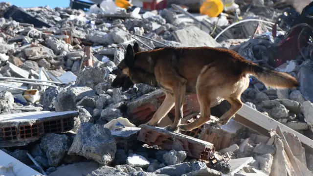 สุนัขกู้ภัยอาจเป็นหนึ่งใน "โอกาสสุดท้าย" พบผู้รอดชีวิต
