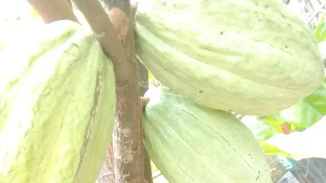 මෙරට තුළ බෝග වගාවක් ලෙස පැවති කොකෝවා බෝගය නැවත ජනප්‍රිය කරවීම හරහා ජනතාවට එය අත්වැලක් වන බව මහචාර්ය නිලන්ත ලියනගේ පවසා සිටියේ ය.