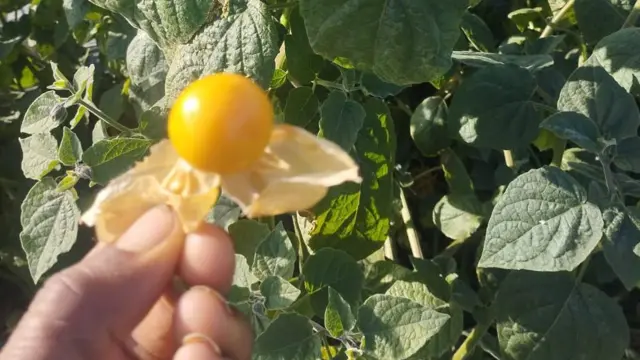 ગોલ્ડન બેરી