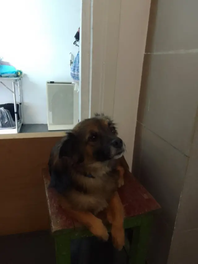 Собака сидить на табуретці 