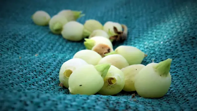 மஹுவா மரத்தின் பூக்கள்