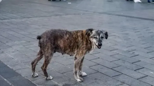 పిచ్చి కుక్క