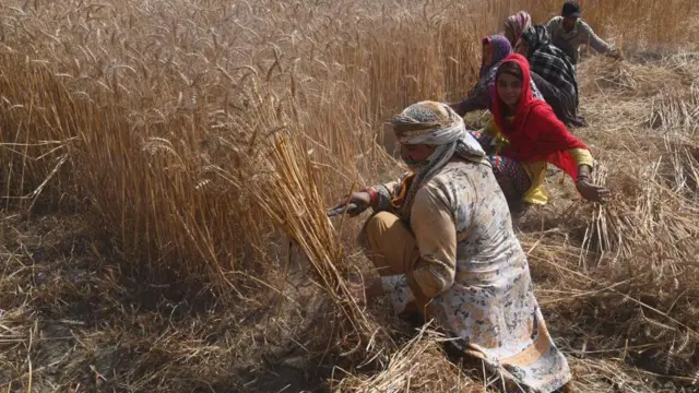 Pakistan wheat crop