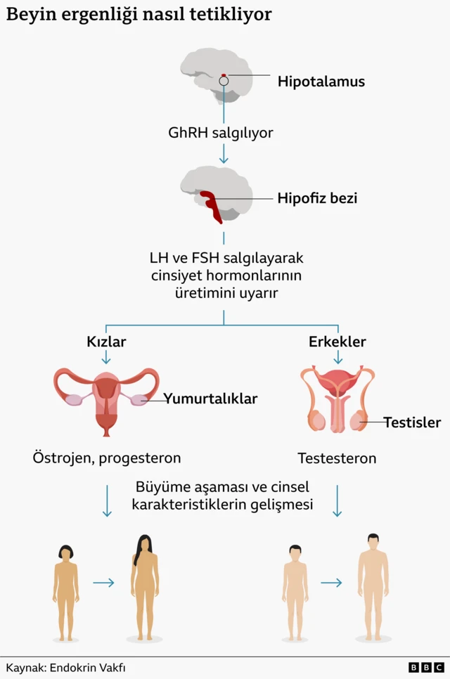 Erkek ve kadın vücutlarının grafik bir illüstrasyonu, çocuklarda erken ergenliğin belirtilerini göstermektedir.