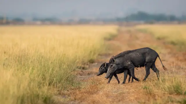 கேரளாவைப் போல் காட்டுப்பன்றிகளை சுட்டுக்கொல்ல திட்டமிடும் தமிழக அரசு 