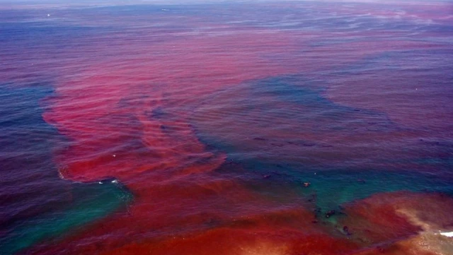 Xayaabada badda ama Saaruq