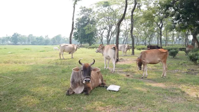 सिमानामा गाईगोरु 