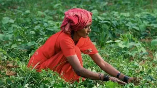 ગુજરાત ઠંડી વરસાદ પાણી ખેતર ફોગ પ્રદૂષણ ઝાકળ ખેતીવાડી ખેતી ખેતર ખેડૂત બીબીસી ગુજરાતી ગુજરાત