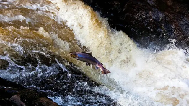 mengapa manusia menua dan mati