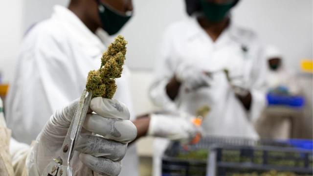 Researchers don predict say di market size of industrial hemp go hit $28.47 billion for 2032.