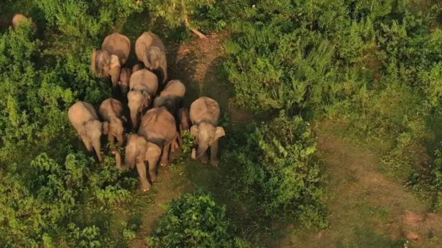 শেরপুরে একপাল হাতি।