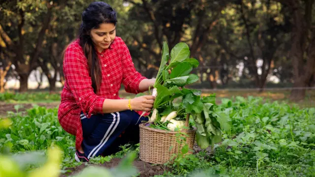 ਬਾਗ਼ਬਾਨੀ