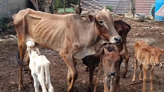 மசினகுடி, வறட்சி, மாடு, எருமை, கால்நடை