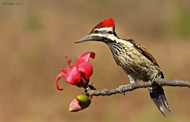 ఫ్లేమ్ బ్యాక్ వుడ్ పెకర్