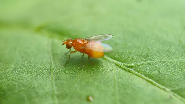 కీటకాలు 