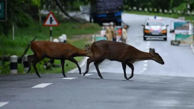 వన్య ప్రాణులు