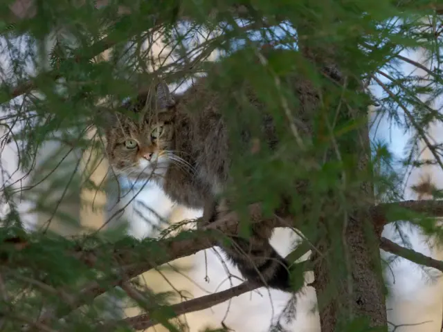 Європейський дикий кіт (Felis silvestris silvestris) захований на дереві в Національному парку Баварський ліс (Баварський ліс) (вольєр). Європа, Центральна Європа, Німеччина, Баварія.