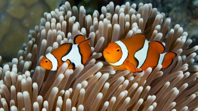 A pair of orange-and-white-striped clownfish swim together over a reef of brilliant white fronds of coral