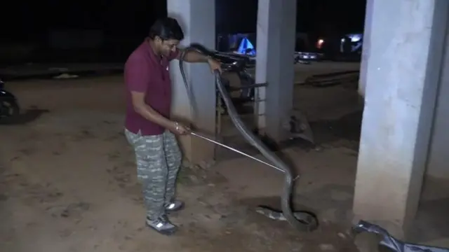 गोवा ॲनिमल रेस्क्यू स्क्वॉडचे सदस्य चांदोर रेल्वे स्टेशनजवळ आढळलेल्या किंग कोब्राची सुटका करताना.