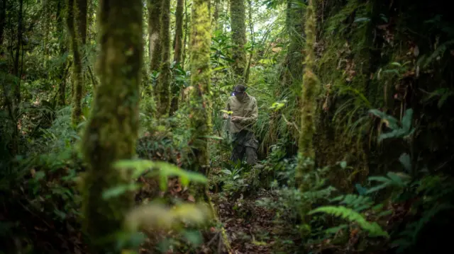 echidna, ekidna, Papua, Cycloop, keragaman hayati, pegunungan, hutan, spesies, ilmuwan