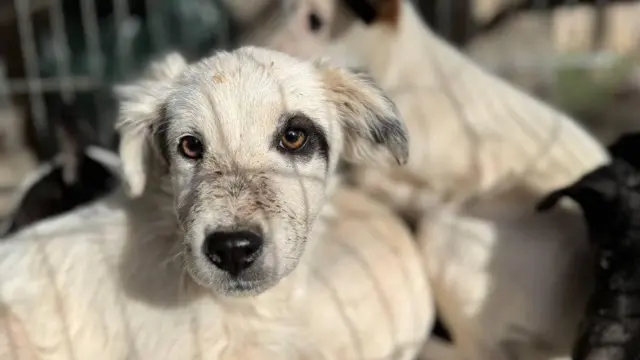 Цуценята із Херсону