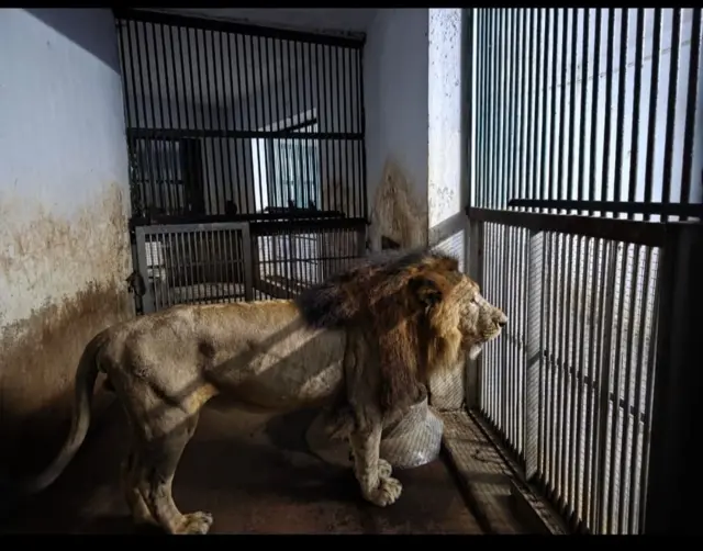 சிங்கம் மாயமானது /  திரும்பி வந்தது எப்படி?–சிறப்பு செய்தி