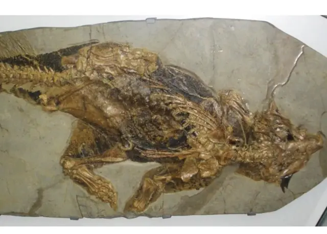 Un psittacosaure fossilisé