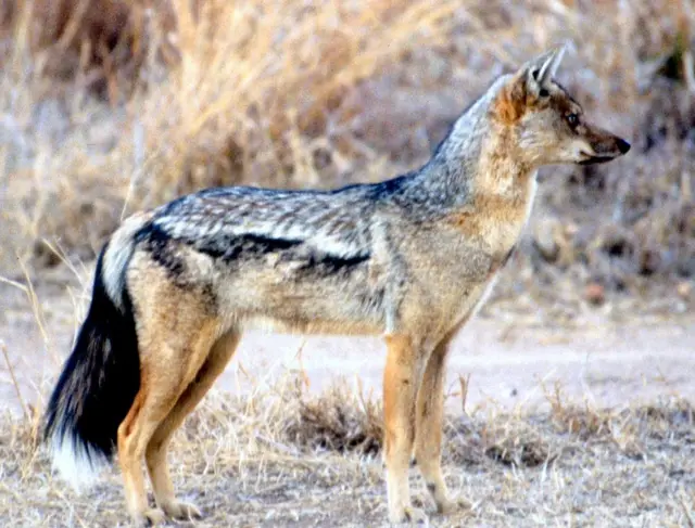 બરડો ડુંગર, બરડા જંગલસફારી, ગુજરાત, એશિયાઈ સિંહો, ગુજરાત વનવિભાગ, સિંહદર્શન, ટુરિઝમ, ઇકો-ટુરિઝમ, બીબીસી ગુજરાતી 