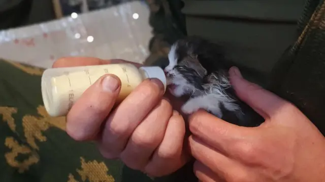 Військовий годує кота