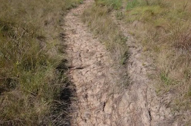 மாசகோ பழங்குடி, அமேசான், பிரேசில்