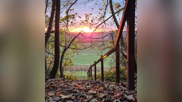 Hojas en el suelo de un bosque, con el sol y un campo al fondo.