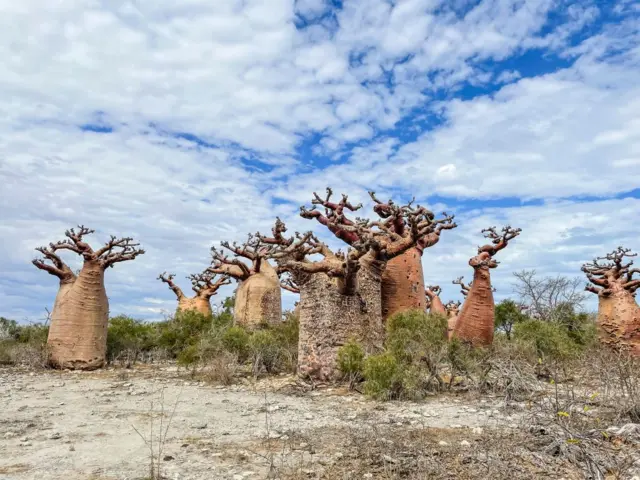 Baobab