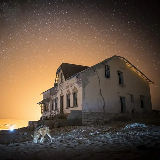Chacal fotografado perto de uma construção abandonada, ao nascer do sol