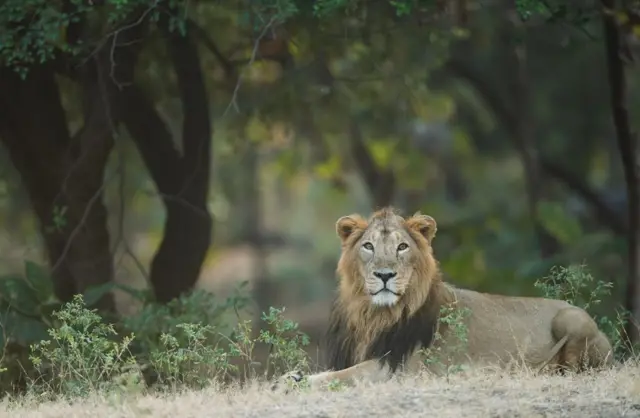 உலக சிங்க தினம்: பெண் சிங்கம்தான் வேட்டைக்குச் செல்லுமா? ஆண் சிங்கத்தின் வேலை என்ன?