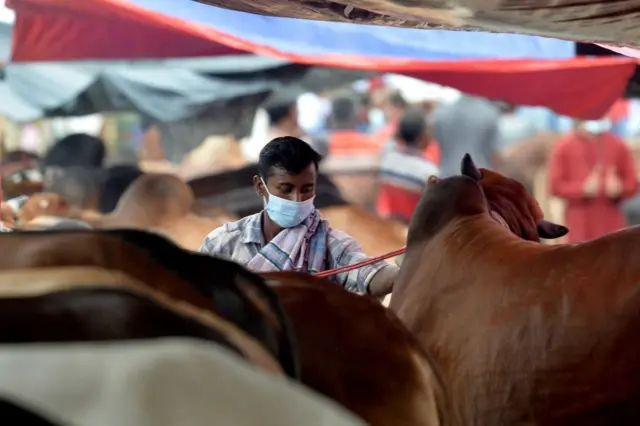 ঈদুল আযহার গরু