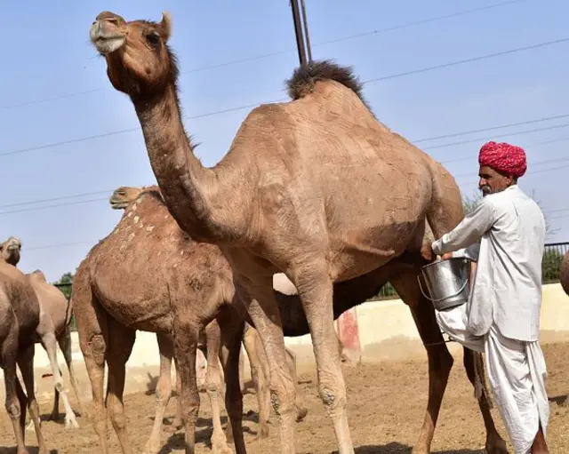 ગાયનું દૂધ