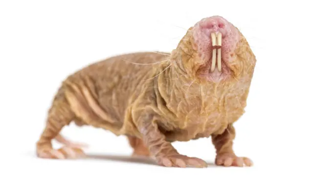 Naked Mole Rat