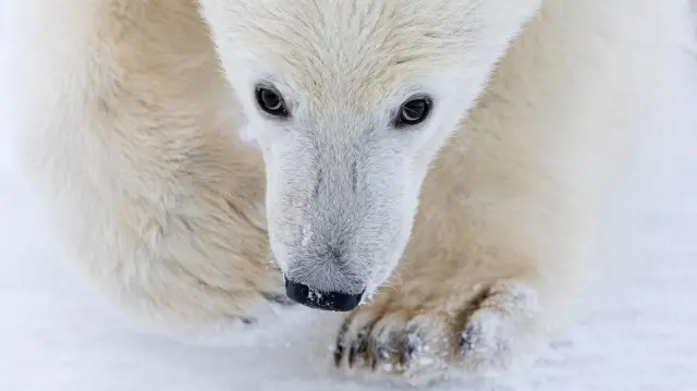 Молодой белый медведь снят крупным планом. Он идет по снегу с опущенной головой и смотрит вперед в сторону камеры. Белый мех сливается со снегом, и четко выделяются темные глаза и нос.
