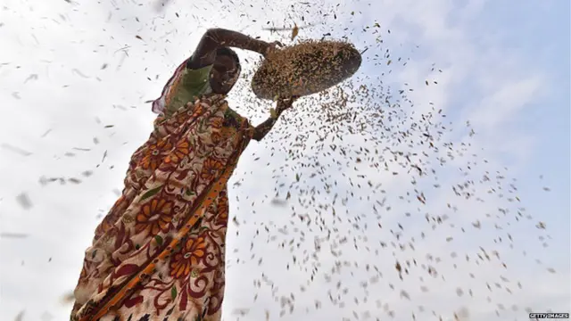 धान साफ करती महिला