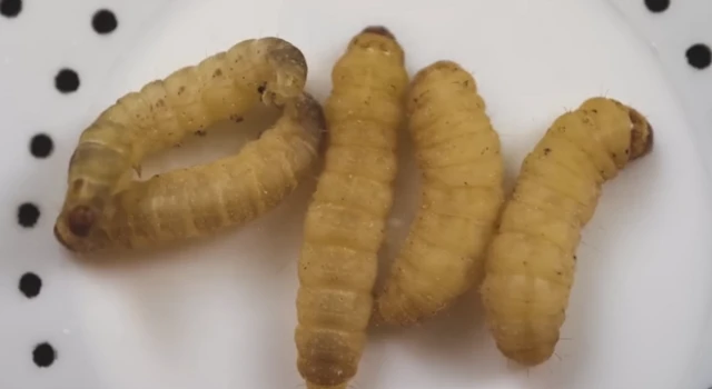 மெழுகுப்புழுக்கள்