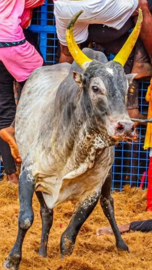 જલ્લીકટ્ટુ, આખલા, સાંઢ, પ્રાણીઓ, તહેવાર, બીબીસી ગુજરાતી 