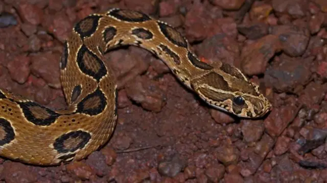 ग्लास वाइपर
